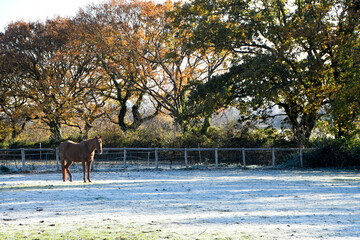 A lone bay mare horse stood in a frosty field on a crisp winters morning