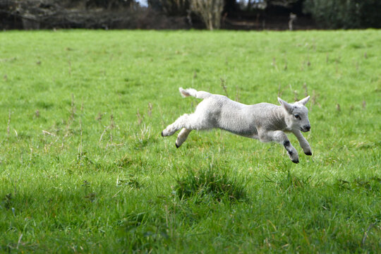 A cute young lamb leaping for joy in a sunny field at springtime
