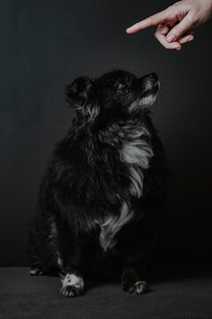Black dog
