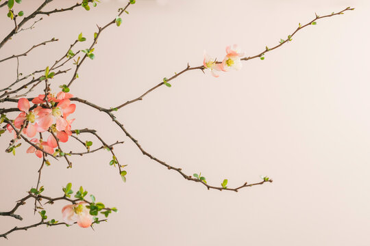 Flowering Quince branches