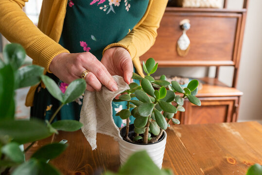 Detail of dusting leaves