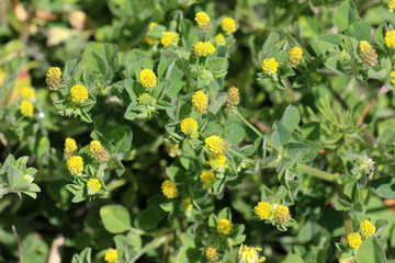 Hop alfalfa (Medicago lupulina) blooms in the meadow