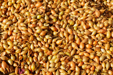 Close-Up of Fresh Onion Sets on a Sunny Day in Early Spring