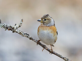 Brambling (Fringilla montifringilla) female perched on a branch in spring