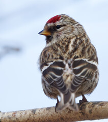 Common redpoll (Acanthis flammea) closeup sitting on a branch in spring.	
