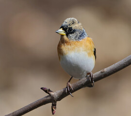 Brambling (Fringilla montifringilla) male perched on a branch in spring.	
