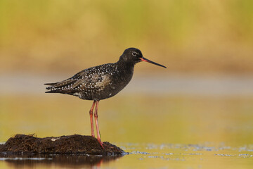 Spotted redshank (Tringa erythropus) resting in the wetlands in summer.	
