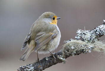 European robin (erithacus rubecula) sitting on a branch in spring.	
