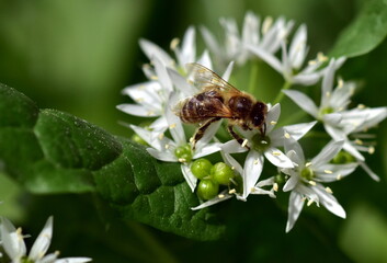 Biene auf Bärlauch im Frühling