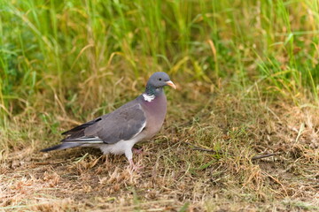 Gołąb grzywacz idący po trawie © Piotr