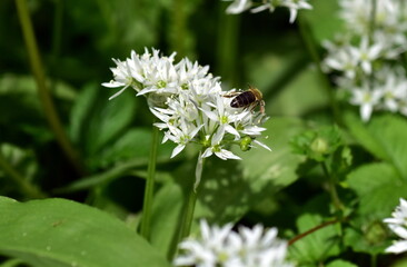 Biene auf Bärlauch im Frühling