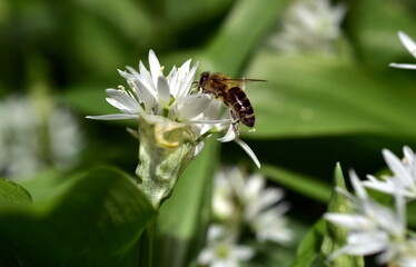Biene auf Bärlauch im Frühling