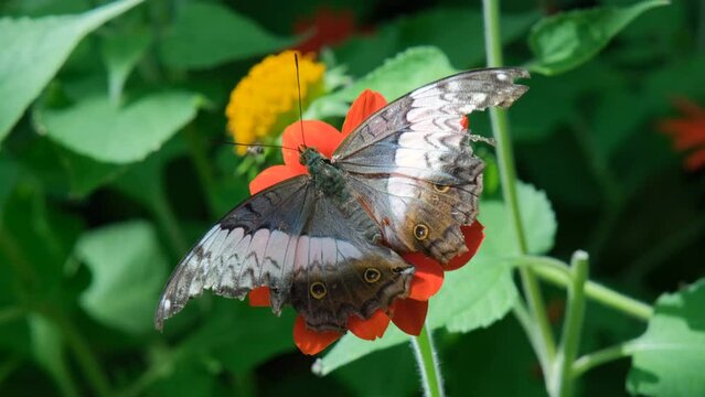 A beautiful Malay Cruiser (Vindula erota) butterfly rests on a bright orange flower amidst lush green foliage on a sunny day
