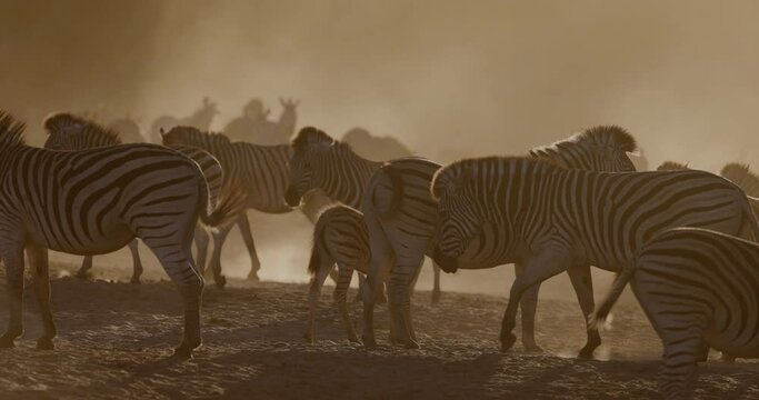 Slow motion. Herd of Burchell's zebras standing near a drying up river creating a dusty sunset. Drought, Climate Change, Climate Emergency