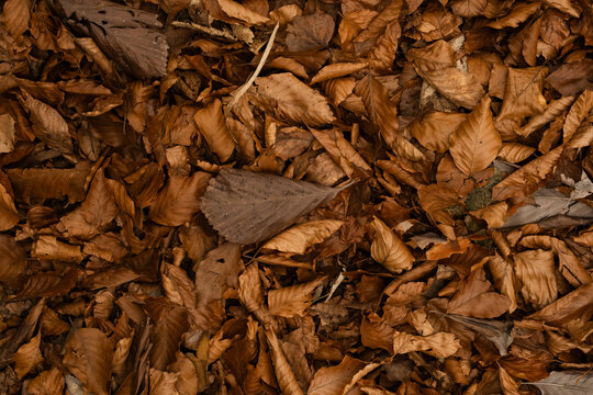 Autumn leaves on ground.