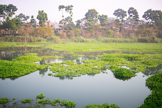 Mangrove West Bengal