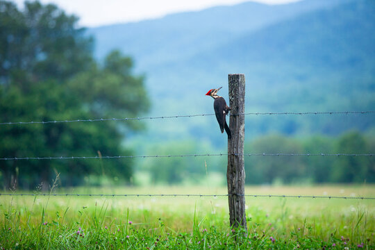 Pleated woodpecker on wooden fence post eating