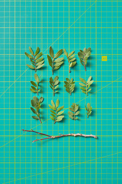 Green leaves and tree branch laid out in square shape on cutting mat