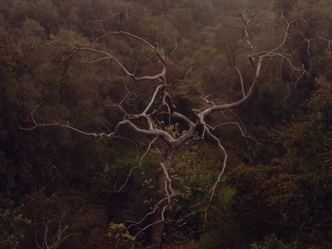 Dry old tree
