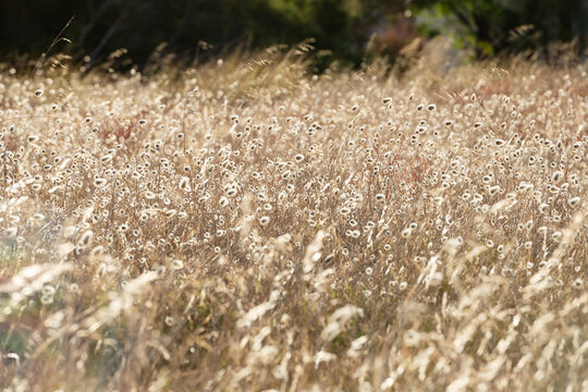 Late afternoon summer sunlight on wild grasses 
