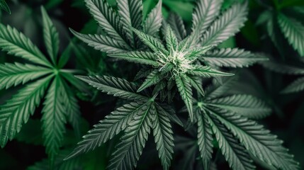 closeup of cannabis flower buds marijuana plant photography