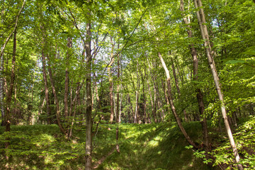 A shot of dense growth in the forest. A wild forest with trees growing close together. Grass, trunk, branches, leaves. The sun shining through the dense forest.