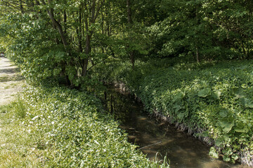 Fototapeta premium A small stream flowing through the countryside. Plants on the bank of a small stream. Summer, forest, landscape, stream. Dense vegetation around the river arm.