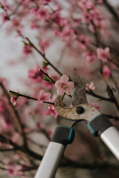 Spring tree pruning