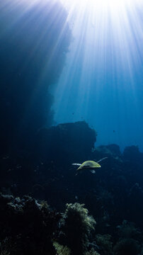 Hawksbill turtle swimming over a coral reef in the Red Sea