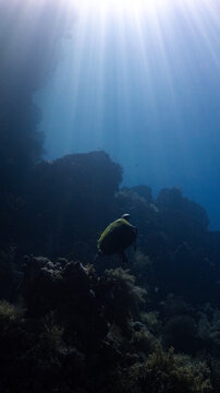 Hawksbill turtle swimming over a coral reef off Ras Mohammed, Egypt