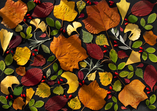 Leaves in the shade of the balustrade