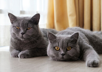 Cute blue cats lying on the floor next to the windowsill