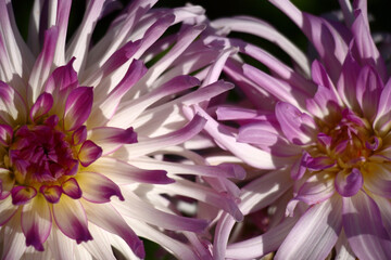 Obraz premium Two flowers dahlias closeup. Petals of lilac-white color.