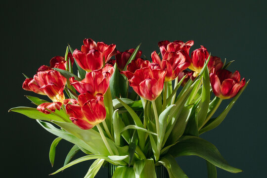 Tulips in Vase on Dark Background