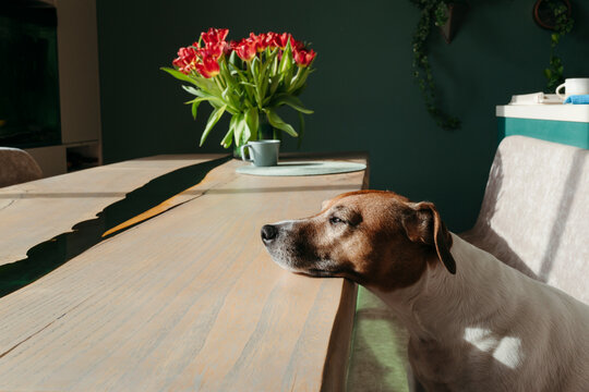Dog Basking in Morning Sun Beside Tulips