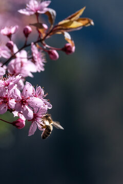 Close up shot pink flowers on a tree.
A bee collects pollen.
