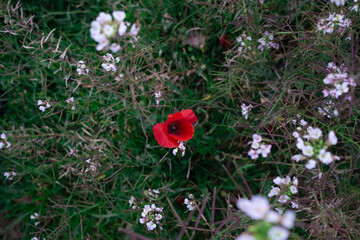Solitary poppy and white flowers