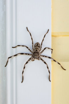 A wolf spider on a white wall