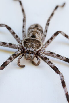 Macro close-up of a wolf spider