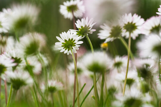 Blossom of daisies background