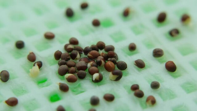 Extreme close up and macro shot of germinating and sprouting broccoli seeds while growing microgreens in soilless and artificial grow light environment. Great for experiment or education.