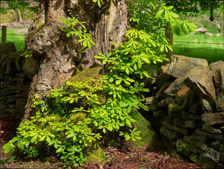 Close-up of green foliage on mossy Horse chestnut tree trunk next to a stacked stone wall in a lush forest.