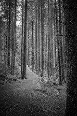Naklejka premium A serene forest pathway with towering trees in black and white, capturing nature's tranquil essence.