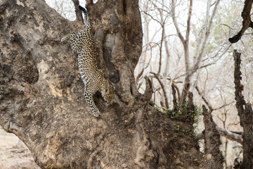 Leopard (Panthera Pardus) hanging around and searching for food in Mashatu Game Reserve in the Tuli Block in Botswana 