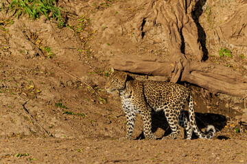 Leopard (Panthera Pardus) hanging around and searching for food in Mashatu Game Reserve in the Tuli Block in Botswana 