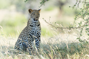 Leopard (Panthera Pardus) hanging around and searching for food in Mashatu Game Reserve in the Tuli...