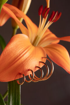 Lily with earrings