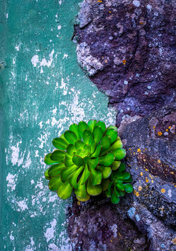 Aeonium on a rock wall