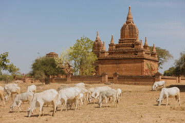 Cattle grazing near Bagan temple