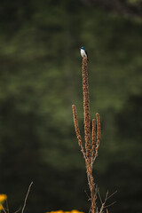 close up of bird